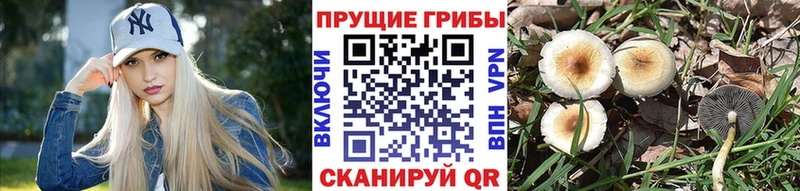 Галлюциногенные грибы ЛСД  купить   Свободный 